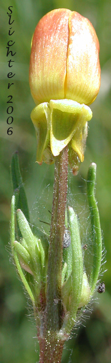 Bird's-foot Buttercup, Straightbeak Buttercup, Straight-beak Buttercup, Western Swamp Buttercup: Ranunculus orthorhynchus var. orthorhynchus (Synonyms: Ranunculus orthorhynchus ssp. alaschensis, Ranunculus orthorhynchus var. alaschensis, Ranunculus orthorhynchus var. hallii)