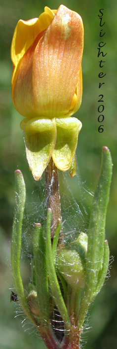 Bird's Foot Buttercup, Straightbeak Buttercup, Straight-beak Buttercup, Swamp Buttercup, Western Swamp Buttercup: Ranunculus orthorhynchus var. orthorhynchus (Synonyms: Ranunculus orthorhynchus ssp. alaschensis, Ranunculus orthorhynchus var. alaschensis, Ranunculus orthorhynchus var. hallii)