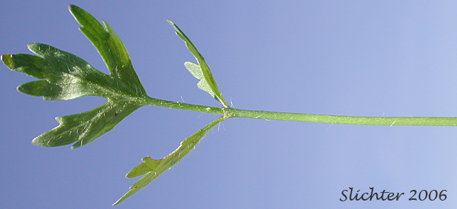 Leaf of Bird's Foot Buttercup, Straightbeak Buttercup, Straight-beak Buttercup, Swamp Buttercup, Western Swamp Buttercup: Ranunculus orthorhynchus var. orthorhynchus (Synonyms: Ranunculus orthorhynchus ssp. alaschensis, Ranunculus orthorhynchus var. alaschensis, Ranunculus orthorhynchus var. hallii)