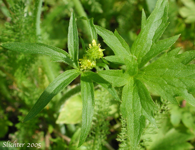 Little Buttercup, Woodland Buttercup: Ranunculus uncinatus (Synonyms: Ranunculus bongardii, Ranunculus occidentalis var. parviflorus, Ranunculus uncinatus var. parviflorus, Ranunculus uncinatus var. uncinatus)