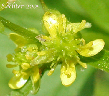 Flower of Little Buttercup, Woodland Buttercup: Ranunculus uncinatus (Synonyms: Ranunculus bongardii, Ranunculus occidentalis var. parviflorus, Ranunculus uncinatus var. parviflorus, Ranunculus uncinatus var. uncinatus)
