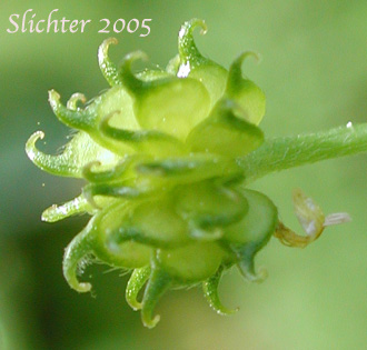 Little Buttercup, Woodland Buttercup: Ranunculus uncinatus (Synonyms: Ranunculus bongardii, Ranunculus occidentalis var. parviflorus, Ranunculus uncinatus var. parviflorus, Ranunculus uncinatus var. uncinatus)