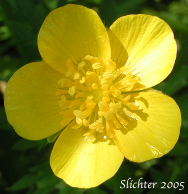 Flower of Creeping Buttercup: Ranunculus repens (Synonyms: Ranunculus repens var. glabratus, Ranunculus repens var. pleniflorus, Ranunculus repens var. repens)