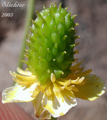 Close-up sideview of a flower of Arctic Buttercup, Ice Cold Buttercup, Modest Buttercup, Timberline Buttercup, Tundra Buttercup: Ranunculus grayi (Synonyms: Ranunculus gelidus var. grayi, Ranunculus verecundus)
