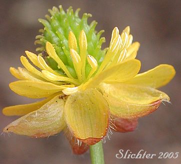 Close-up sideview of a flower of Arctic Buttercup, Ice Cold Buttercup, Modest Buttercup, Timberline Buttercup, Tundra Buttercup: Ranunculus grayi (Synonyms: Ranunculus gelidus var. grayi, Ranunculus verecundus)