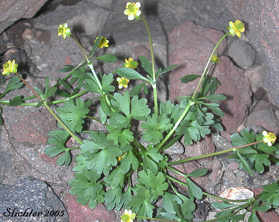 Arctic Buttercup, Ice Cold Buttercup, Modest Buttercup, Timberline Buttercup, Tundra Buttercup: Ranunculus grayi (Synonyms: Ranunculus gelidus var. grayi, Ranunculus verecundus)