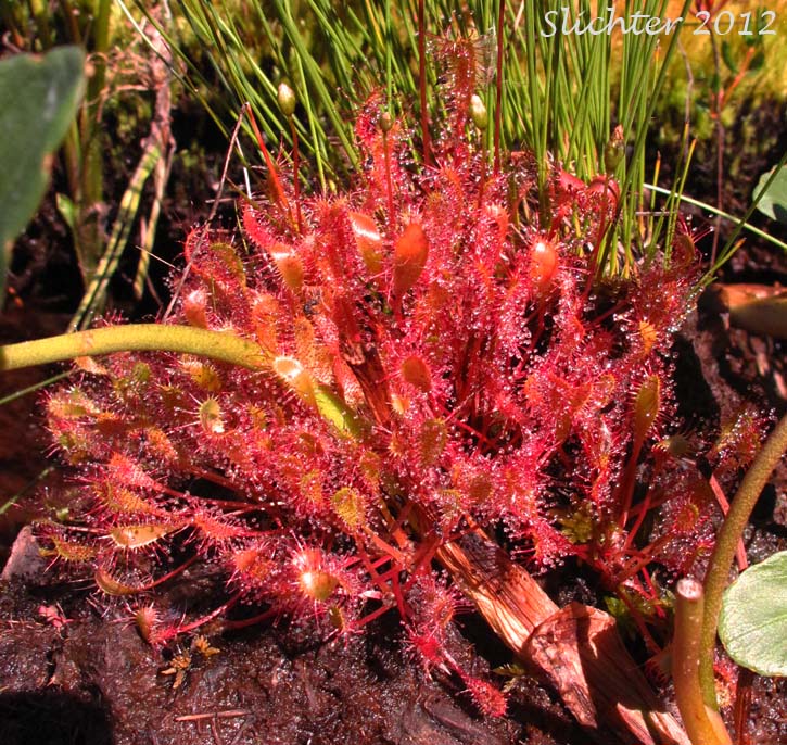 English Sundew, Giant Sundew, Great Sundew, Line-leaved Sundew: Drosera anglica (Synonym: Drosera longifolia)