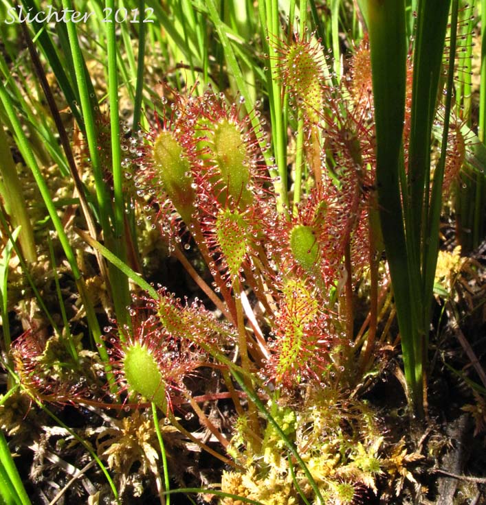 English Sundew, Giant Sundew, Great Sundew, Line-leaved Sundew: Drosera anglica (Synonym: Drosera longifolia)