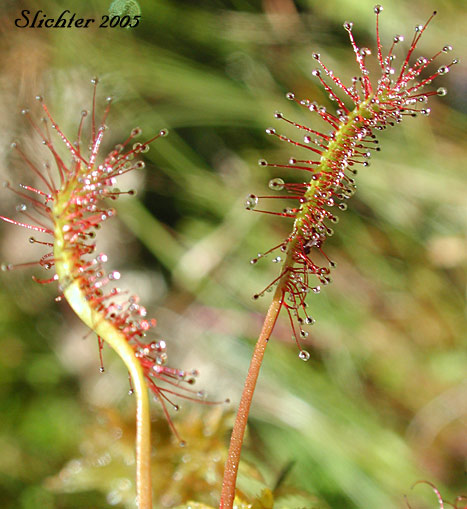 English Sundew, Giant Sundew, Great Sundew, Line-leaved Sundew: Drosera anglica (Synonym: Drosera longifolia)