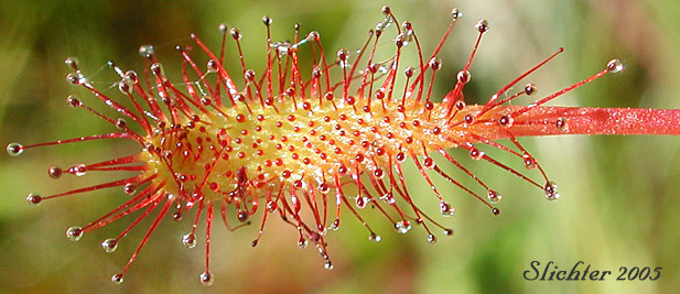 Sticky leaf of English Sundew, Giant Sundew, Great Sundew, Line-leaved Sundew: Drosera anglica (Synonym: Drosera longifolia)