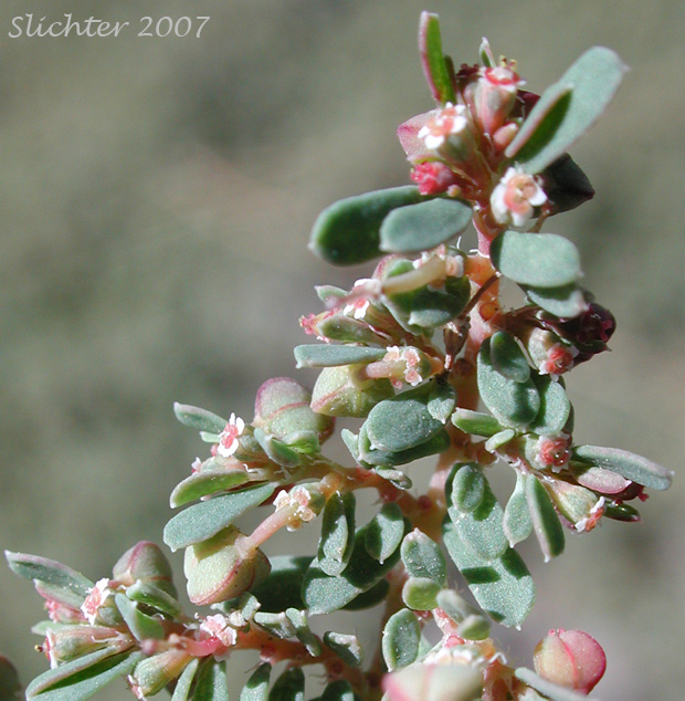 Corrugate-seeded Spurge, Ribseed Sandmat, Rib-seed Sandmat, Ridgeseed Spurge, Ridge-seeded Spurge: Euphorbia glyptosperma (Synonym: Chamaesyce glyptosperma)