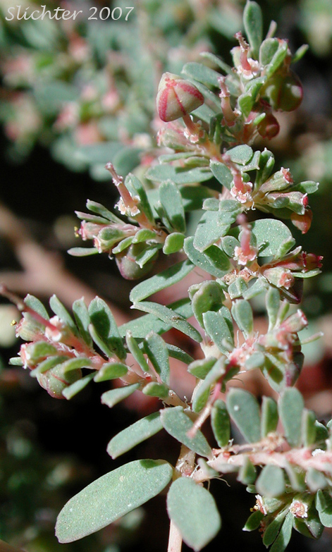 Corrugate-seeded Spurge, Ribseed Sandmat, Rib-seed Sandmat, Ridgeseed Spurge, Ridge-seeded Spurge: Euphorbia glyptosperma (Synonym: Chamaesyce glyptosperma)
