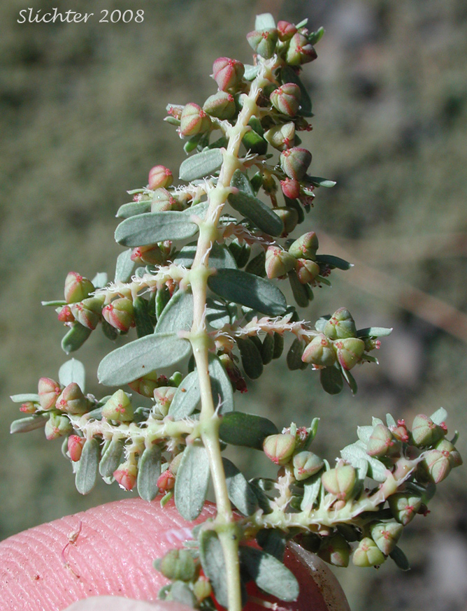 Corrugate-seeded Spurge, Ribseed Sandmat, Rib-seed Sandmat, Ridgeseed Spurge, Ridge-seeded Spurge: Euphorbia glyptosperma (Synonym: Chamaesyce glyptosperma)