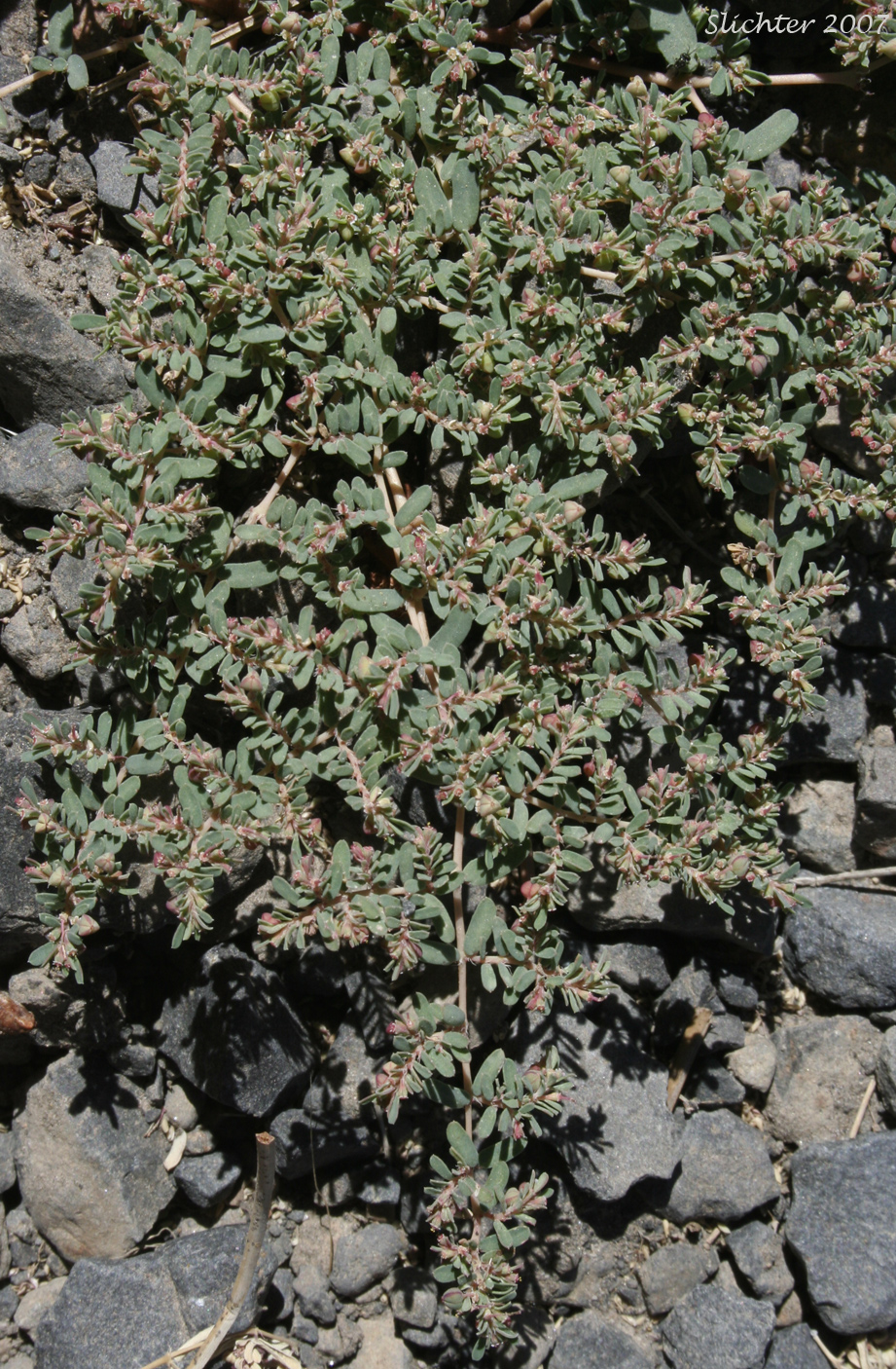 Corrugate-seeded Spurge, Ribseed Sandmat, Rib-seed Sandmat, Ridgeseed Spurge, Ridge-seeded Spurge: Euphorbia glyptosperma (Synonym: Chamaesyce glyptosperma)