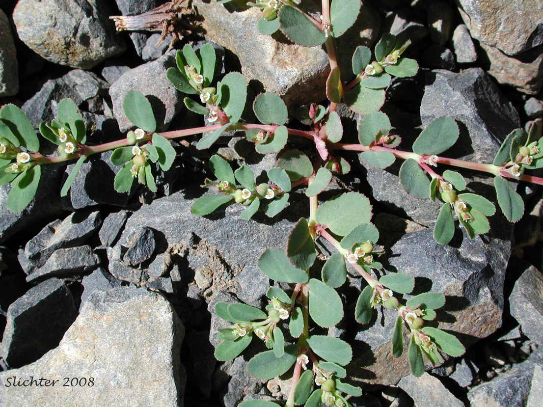 Thymeleaf Sandmat, Thyme-leaf Spurge, Thyme-leaved Spurge: Chamaesyce serpyllifolia (Synonyms: Chamaesyce albicaulis, Chamaesyce neomexicana, Chamaesyce serpyllifolia ssp. serpyllifolia, Euphorbia neomexicana, Euphorbia serpyllifolia)