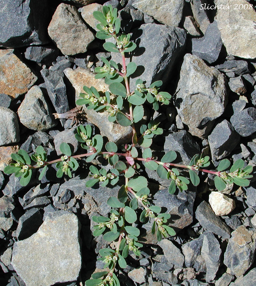 Thymeleaf Sandmat, Thyme-leaf Spurge, Thyme-leaved Spurge: Chamaesyce serpyllifolia (Synonyms: Chamaesyce albicaulis, Chamaesyce neomexicana, Chamaesyce serpyllifolia ssp. serpyllifolia, Euphorbia neomexicana, Euphorbia serpyllifolia)