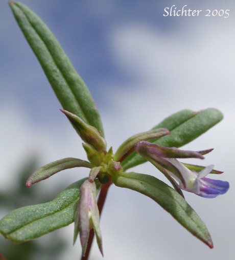 Small-flowered Blue-eyed Mary: Collinsia parviflora