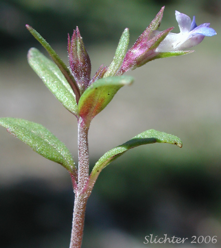 Small-flowered Blue-eyed Mary: Collinsia parviflora