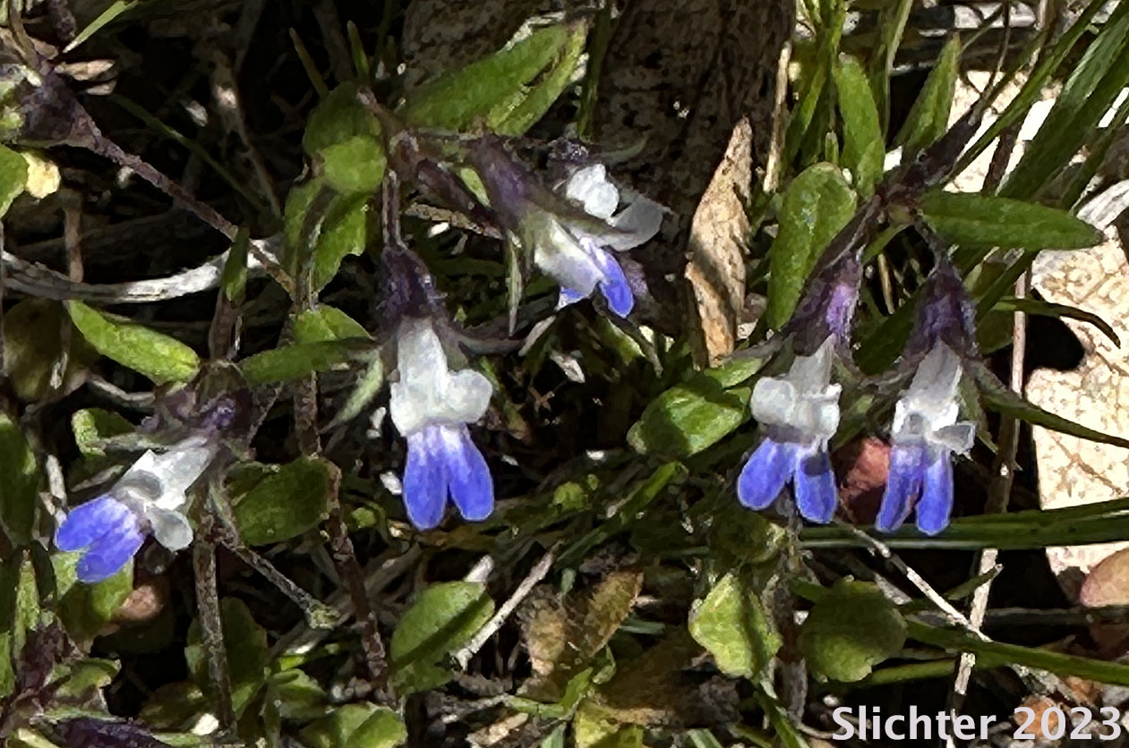 Small-flower Blue-eyed Mary, Small-flowered Blue-eyed Mary: Collinsia parviflora (Synonym: Collinsia grandiflora var. pusilla)