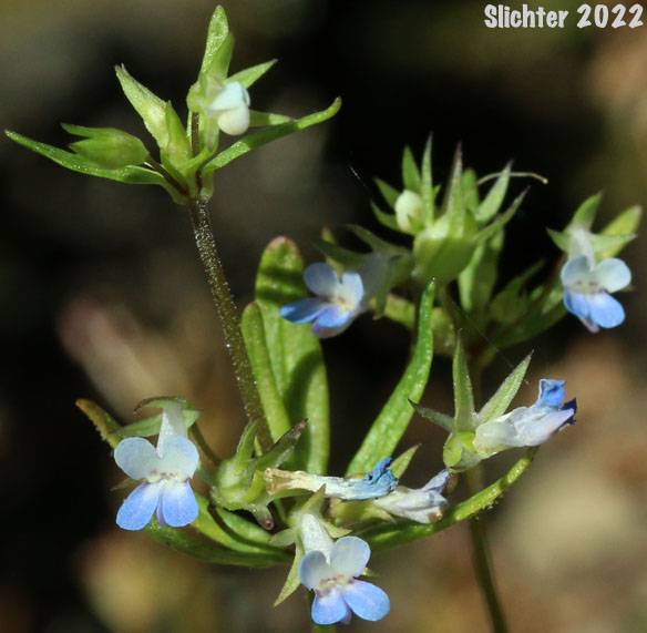 Inflorescence of Small-flower Blue-eyed Mary, Small-flowered Blue-eyed Mary: Collinsia parviflora (Synonym: Collinsia grandiflora var. pusilla)