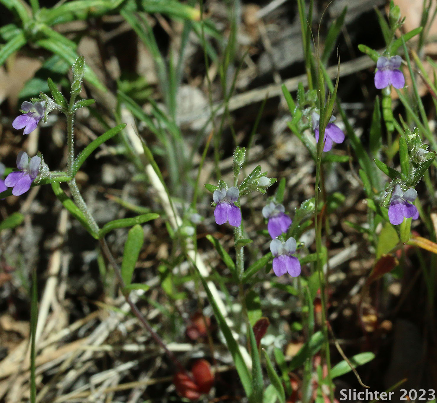 Rattan's Blue-eyed Mary, Rattan Collinsia: Collinsia rattanii (Synonyms: Collinsia rattanii ssp. glandulosa, Collinsia rattanii ssp. rattanii)
