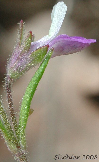 Rattan's Blue-eyed Mary, Rattan Collinsia: Collinsia rattanii (Synonyms: Collinsia rattanii ssp. glandulosa, Collinsia rattanii ssp. rattanii)