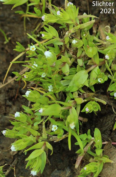 Bractless Hedge-hyssop: Gratiola ebracteata