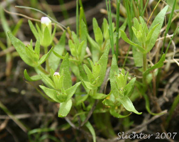 Bractless Hedge-hyssop: Gratiola ebracteata