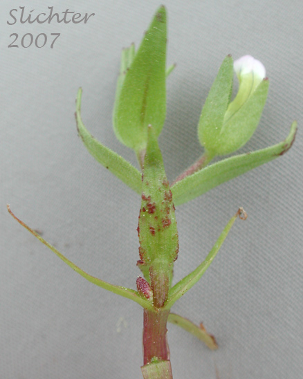 Bractless Hedge-hyssop: Gratiola ebracteata