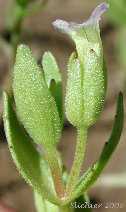 Bractless Hedge-hyssop: Gratiola ebracteata