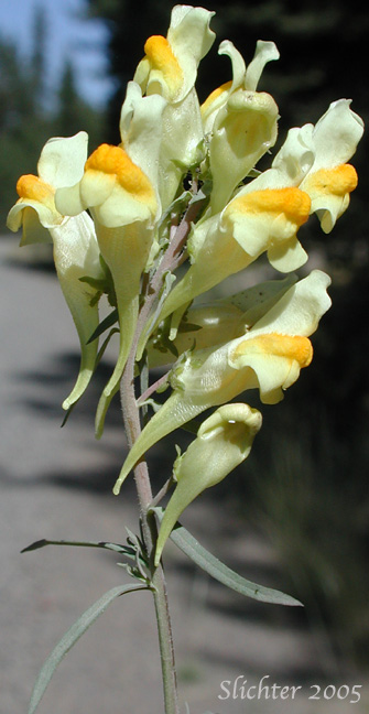 Close-up image of the inflorescence of Butter And Eggs, Common Toadflax, Greater Butter-and-Eggs: Linaria vulgaris (Synonym: Linaria linaria)