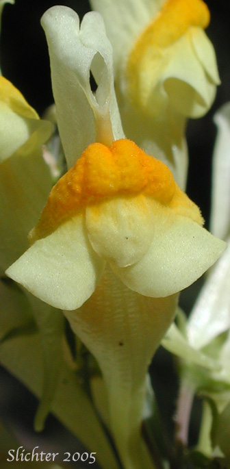 Close-up ventral view of a flower of Butter And Eggs, Common Toadflax, Greater Butter-and-Eggs: Linaria vulgaris (Synonym: Linaria linaria)