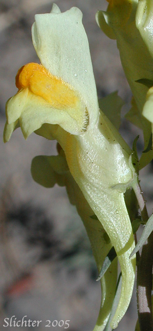 Close-up sideview of a flower of Butter And Eggs, Common Toadflax, Greater Butter-and-Eggs: Linaria vulgaris (Synonym: Linaria linaria)