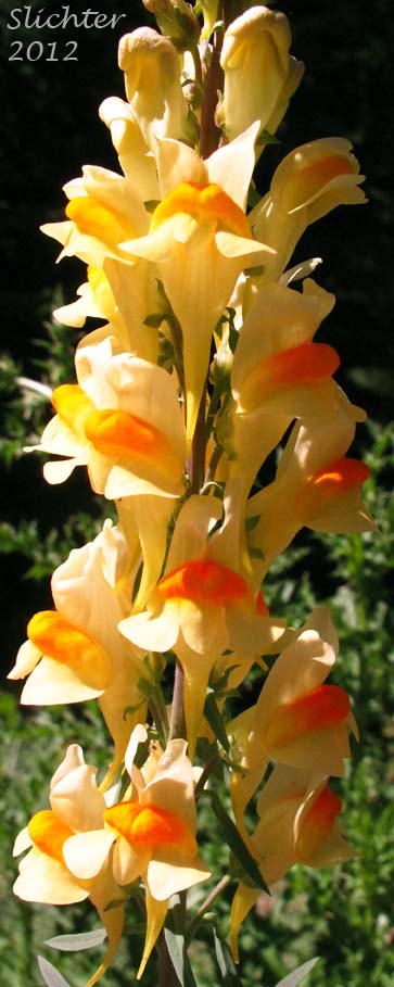 Close-up view of the inflorescence of Butter And Eggs, Common Toadflax, Greater Butter-and-Eggs: Linaria vulgaris (Synonym: Linaria linaria)