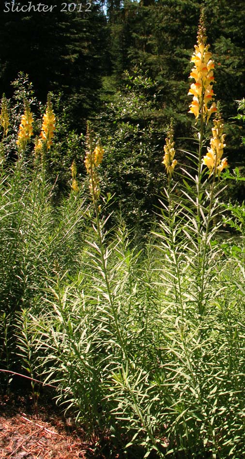 Butter And Eggs, Common Toadflax, Greater Butter-and-Eggs: Linaria vulgaris (Synonym: Linaria linaria)