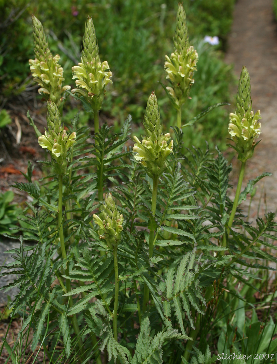 Bracted Lousewort: Pedicularis bracteosa var. bracteosa (Synonyms: Pedicularis montanensis, Pedicularis paddoensis, Pedicularis thompsonii)