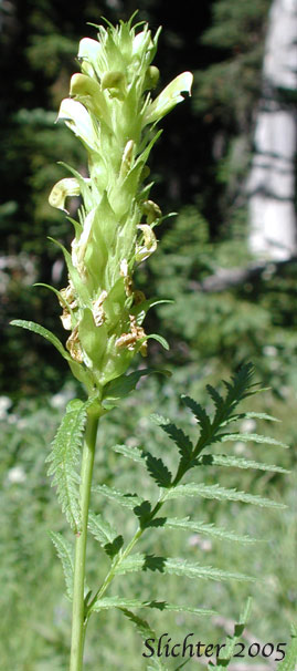 Bracted Lousewort: Pedicularis bracteosa var. bracteosa (Synonyms: Pedicularis montanensis, Pedicularis paddoensis, Pedicularis thompsonii)