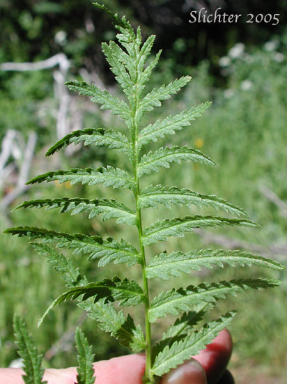 Pinnately compound leaf of Bracted Lousewort: Pedicularis bracteosa var. bracteosa (Synonyms: Pedicularis montanensis, Pedicularis paddoensis, Pedicularis thompsonii)
