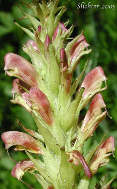 Inflorescence of Bracted Lousewort: Pedicularis bracteosa var. bracteosa (Synonyms: Pedicularis montanensis, Pedicularis paddoensis, Pedicularis thompsonii)