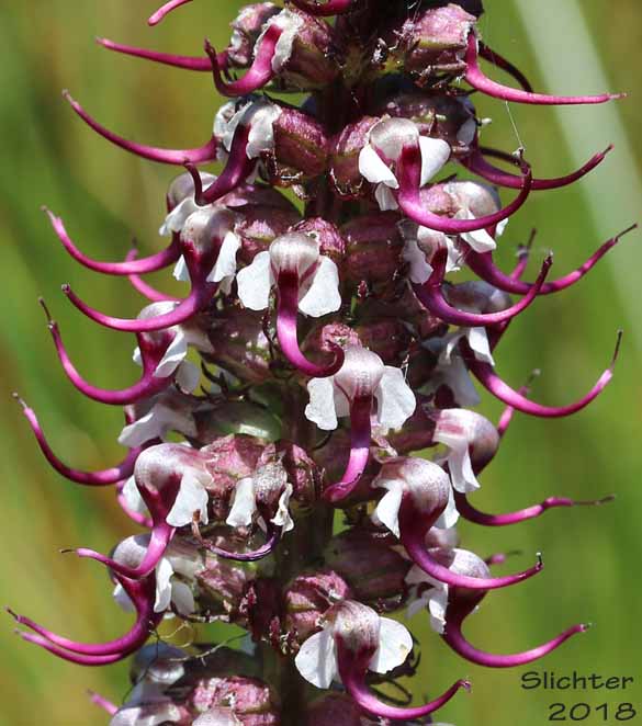 Bull Elephant's-head, Elephanthead Lousewort, Elephant's Head, Elephant's Head Lousewort, Elephant's Head Pedicularis: Pedicularis groenlandica (Synonym: Pedicularis groenlandica ssp. surrecta)