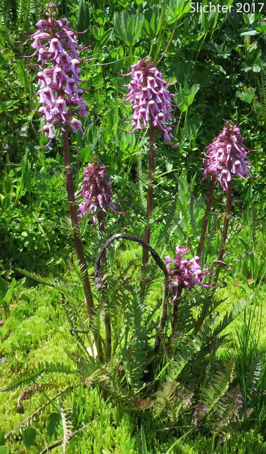 Bull Elephant's-head, Elephanthead Lousewort, Elephant's Head, Elephant's Head Lousewort, Elephant's Head Pedicularis: Pedicularis groenlandica (Synonym: Pedicularis groenlandica ssp. surrecta)