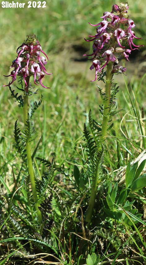 Bull Elephant's-head, Elephanthead Lousewort, Elephant's Head, Elephant's Head Lousewort, Elephant's Head Pedicularis: Pedicularis groenlandica (Synonym: Pedicularis groenlandica ssp. surrecta)
