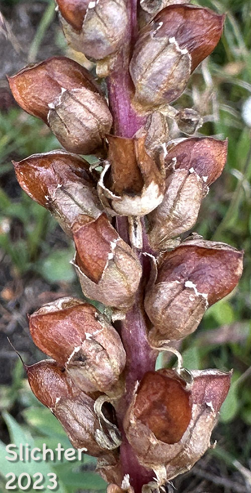 Ripe fruits of Bull Elephant's-head, Elephanthead Lousewort, Elephant's Head, Elephant's Head Lousewort, Elephant's Head Pedicularis: Pedicularis groenlandica (Synonym: Pedicularis groenlandica ssp. surrecta)