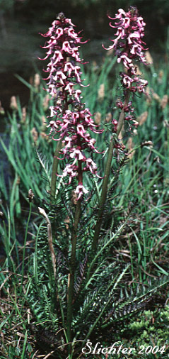 Bull Elephant's-head, Elephanthead Lousewort, Elephant's Head, Elephant's Head Lousewort, Elephant's Head Pedicularis: Pedicularis groenlandica (Synonym: Pedicularis groenlandica ssp. surrecta)