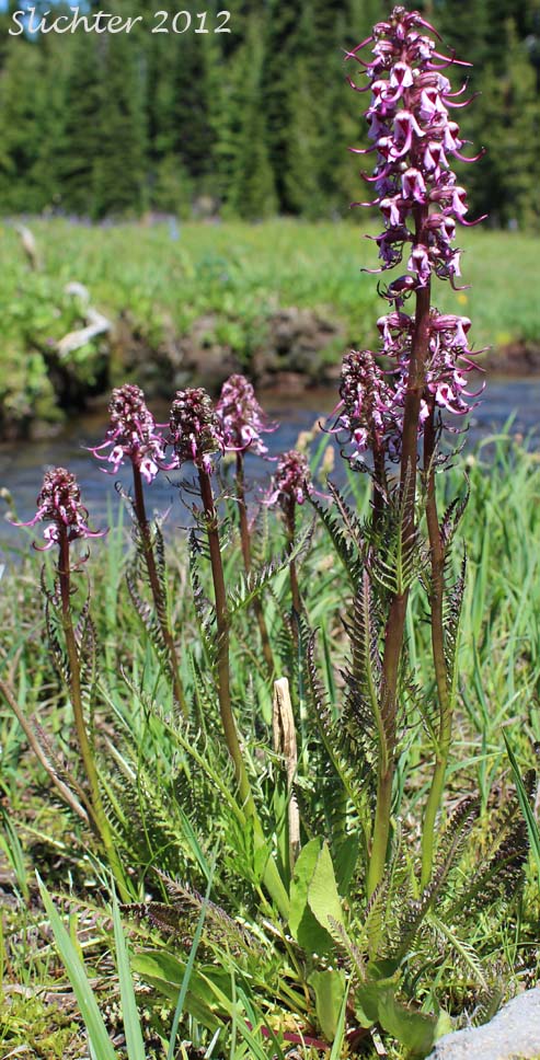 Bull Elephant's-head, Elephanthead Lousewort, Elephant's Head, Elephant's Head Lousewort, Elephant's Head Pedicularis: Pedicularis groenlandica (Synonym: Pedicularis groenlandica ssp. surrecta)