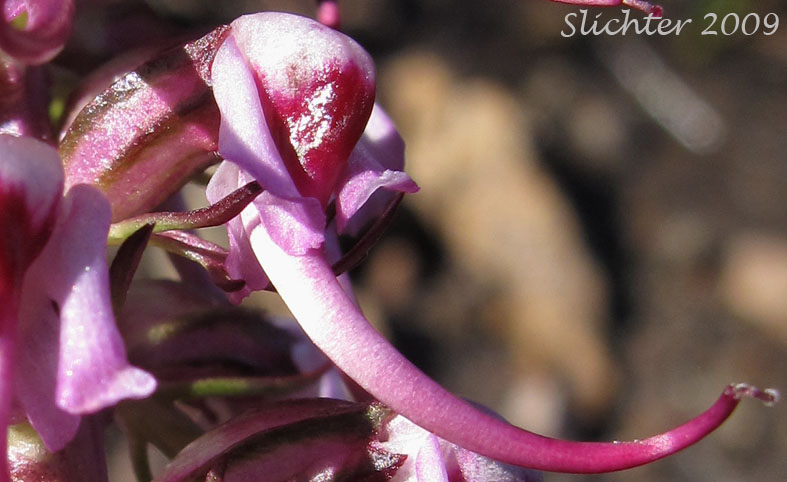 Flower of Bull Elephant's-head, Elephanthead Lousewort, Elephant's Head, Elephant's Head Lousewort, Elephant's Head Pedicularis: Pedicularis groenlandica (Synonym: Pedicularis groenlandica ssp. surrecta)