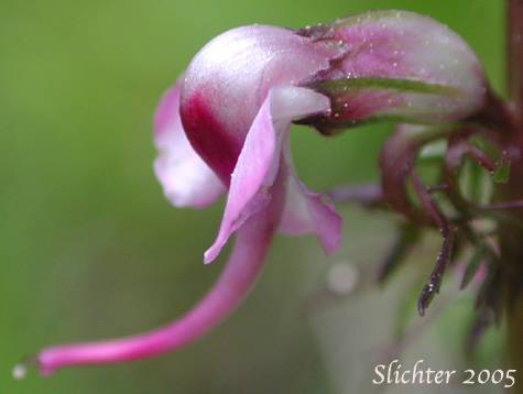 Flower of Bull Elephant's-head, Elephanthead Lousewort, Elephant's Head, Elephant's Head Lousewort, Elephant's Head Pedicularis: Pedicularis groenlandica (Synonym: Pedicularis groenlandica ssp. surrecta)