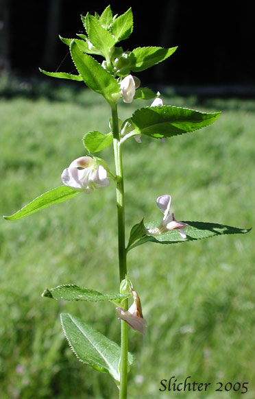 Sickletop Lousewort, White Sickletop Lousewort: Pedicularis racemosa var. alba (Synonym: Pedicularis racemosa ssp. alba)