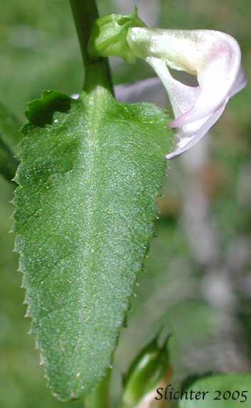 Leaf and flower of Sickletop Lousewort, White Sickletop Lousewort: Pedicularis racemosa var. alba (Synonym: Pedicularis racemosa ssp. alba)