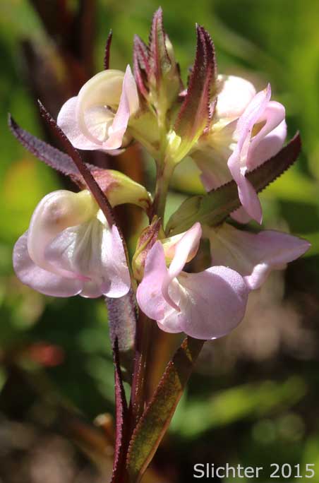 Ram's-horn Lousewort, Ram's Horn Pedicularis, Sickletop Lousewort, Sickle-top Lousewort: Pedicularis racemosa var. racemosa (Synonym: Pedicularis racemosa ssp. racemosa)